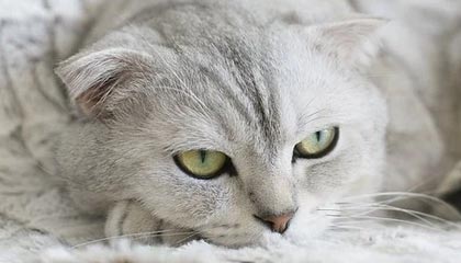 你应该现在购买史诗骑术，还是等到TBC前夕？