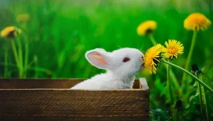 你应该现在购买史诗骑术，还是等到TBC前夕？